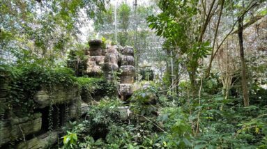 Rainforest in the middle of the desert? Biosphere 2 Review